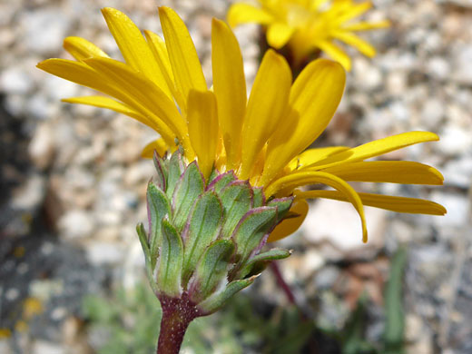 Red-margined phyllaries