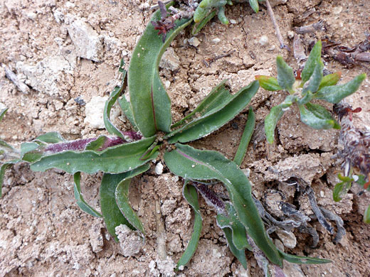 Basal leaves