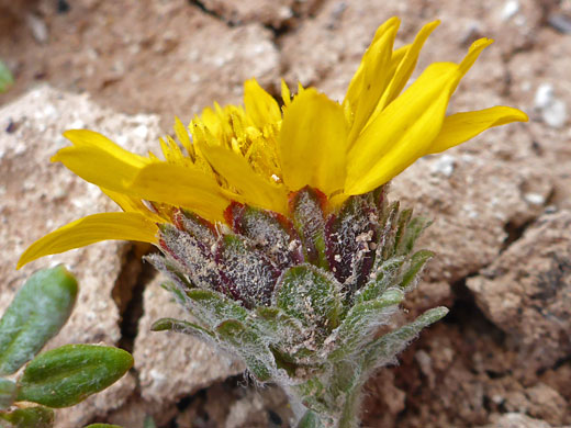 Tranquil Goldenweed