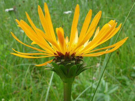 Curly Head Goldenweed; Pyrrocoma crocea (curly head goldenweed) near Valle Grande, Jemez Mountains, New Mexico