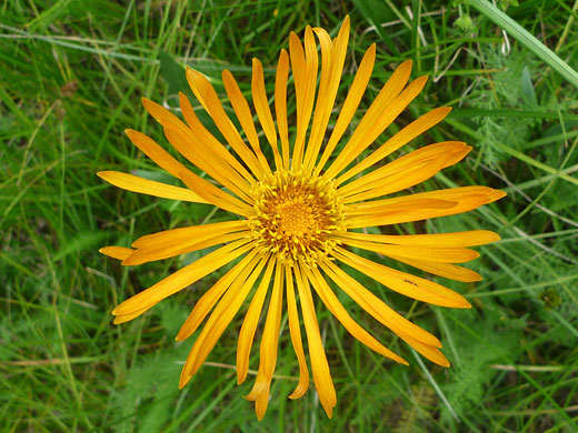 Narrow ray florets