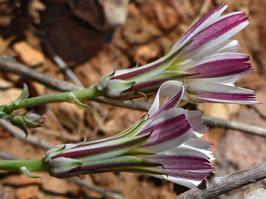 Two flowerheads
