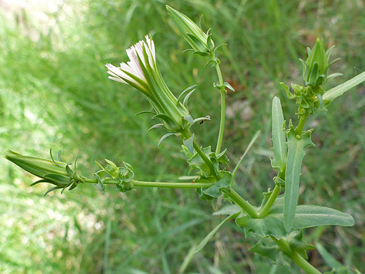 Bracts and stem leaves