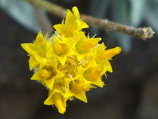 Yellow disc florets