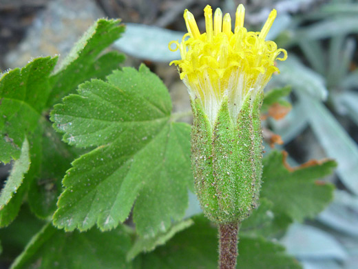 Silky Raillardella; Raillardella argentea, Garfield Peak Trail, Crater Lake National Park, Oregon