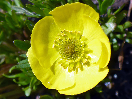 Alpine Buttercup; Ranunculus adoneus (alpine buttercup), Brown Creek Trail, Great Basin National Park, Nevada