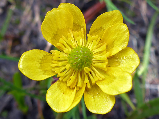 Plantain-leaf Buttercup; Ranunculus alismifolius (plantain-leaf buttercup), Cottonwood Lakes Trail, Sierra Nevada, California