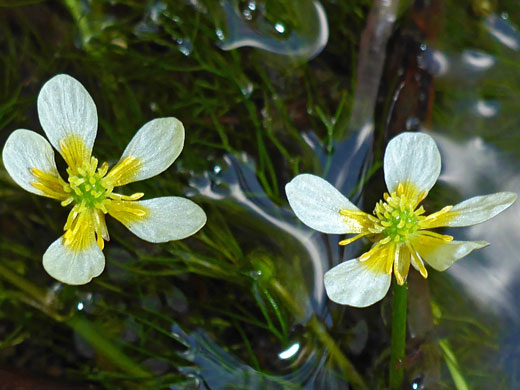 White Water Buttercup; Ranunculus aquatilis (white water buttercup), Deer Creek Lake Trail, Boulder Mountain, Utah