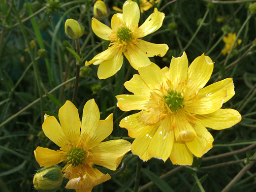 California Buttercup; Overlapping yellow petals of the California buttercup (ranunculus californicus), in the wildflower garden at Montana de Oro State Park