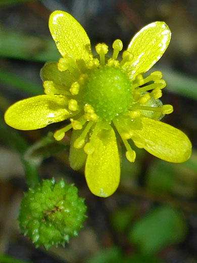 Alkali Buttercup; Ranunculus cymbalaria (alkali buttercup), Pine Creek, Escalante, Utah