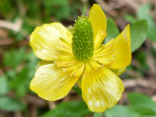 Eschscholtz's Buttercup; Five yellow petals - flower of ranunculus eschscholtzii, Porphyry Basin Trail, San Juan Mountains, Colorado