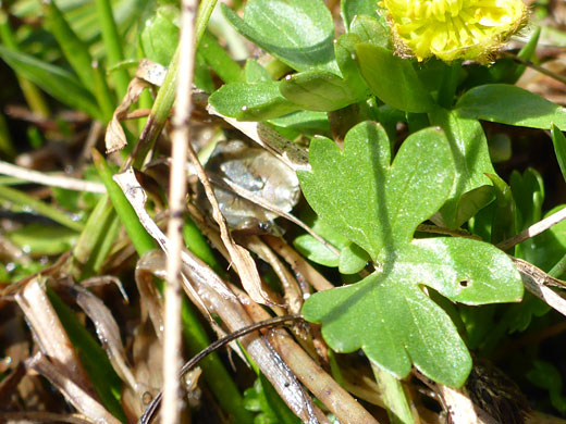 Lobed leaves