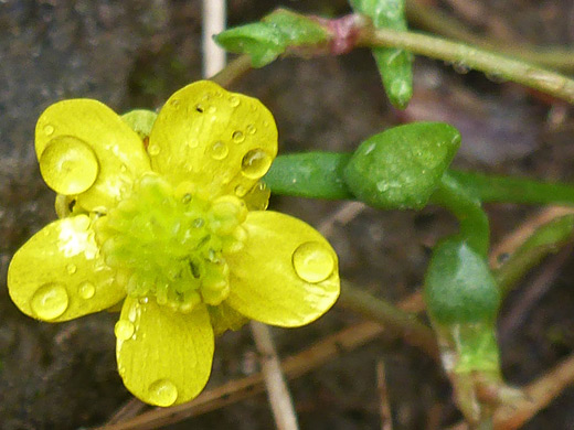 Greater Creeping Spearwort; Five-petaled flower - ranunculus flammula, Seneca Lake, Titcomb Basin Trail, Wind River Range, Wyoming