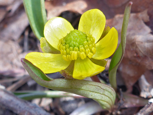 Sagebrush Buttercup; Ranunculus glaberrimus var ellipticus, Northgate Peaks Trail, Zion National Park, Utah