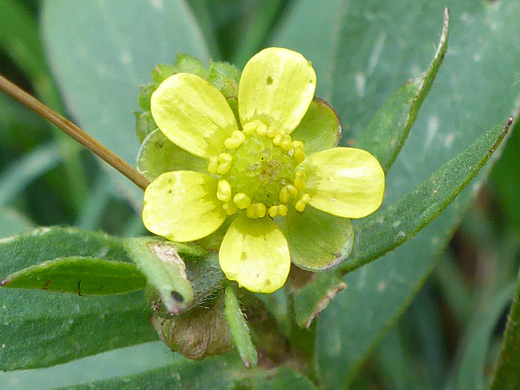 Graceful Buttercup; Five-petaled flower of ranunculus inamoenus, Manns Peak Trail, La Sal Mountains, Utah