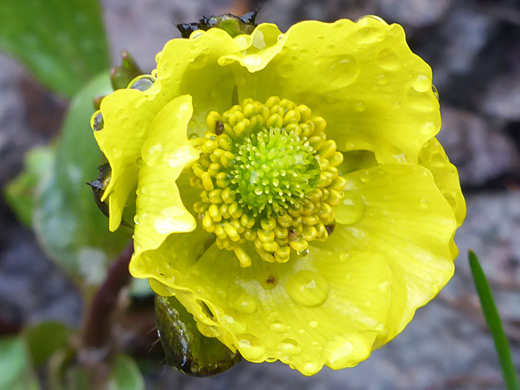 Rocky Mountain Buttercup; Cup-shaped flower - ranunculus macauleyi, Arrastra Basin Trail, San Juan Mountains, Colorado