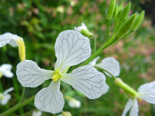 Cultivated Radish; Raphanus sativus in Redwood National Park, California