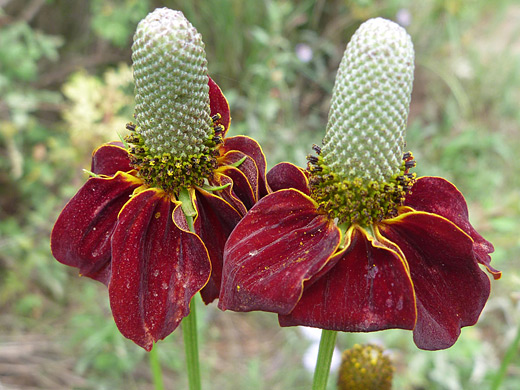 Upright Prairie Coneflower; Two reddish-purple flowers of ratibida columnifera (upright prairie coneflower) beside Hwy 126, Jemez Mountains, New Mexico