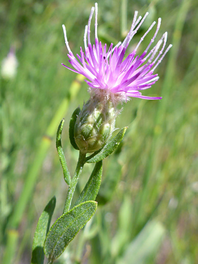 Russian Knapweed; Flowerhead and leaves - rhaponticum repens, Deerlodge Park, Dinosaur National Monument, Colorado