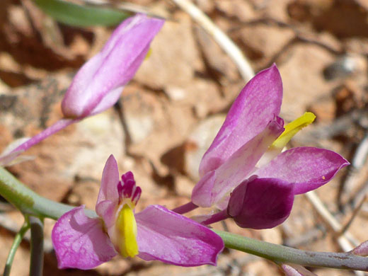 Yellow-centered flowers