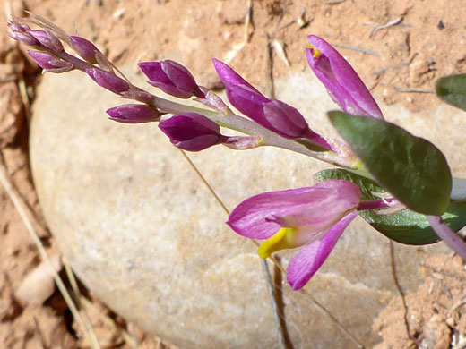 Developing inflorescence