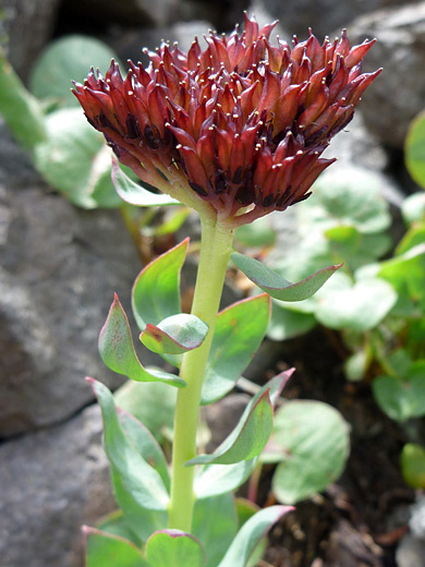 King's Crown; Rhodiola integrifolia along the Sneffels Highline Trail in the San Juan Mountains, Colorado
