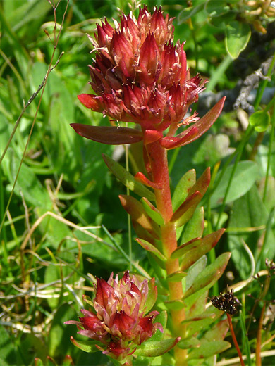 Queen's Crown; Flower head - queen's crown (rhodiola rhodantha), Wind River Mountains, Wyoming