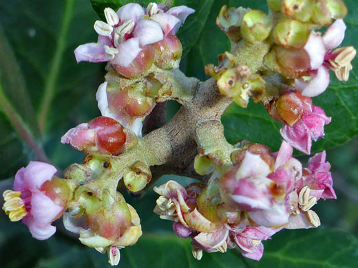 Lemonade Berry; Rhus integrifolia (lemonade berry), Cabrillo National Monument, California