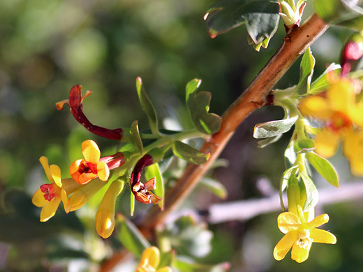 Golden Currant; Reddish-yellow flowers of ribes aureum, Pipe Spring National Monument, Arizona