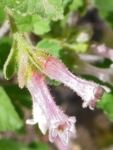 Wax Currant; Wax currant (ribes cereum var cereum), South Mountain, La Sal Mountains, Colorado