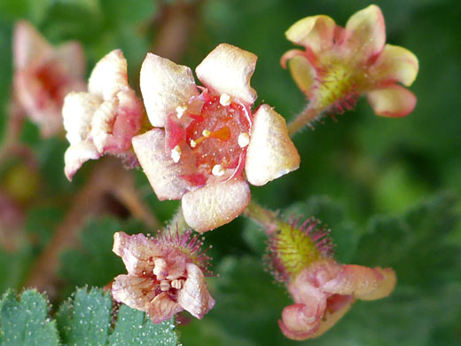 Mountain Gooseberry; Mountain gooseberry (ribes montigenum), Bishops Pass Trail, Sierra Nevada, California