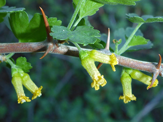 Oak Gooseberry