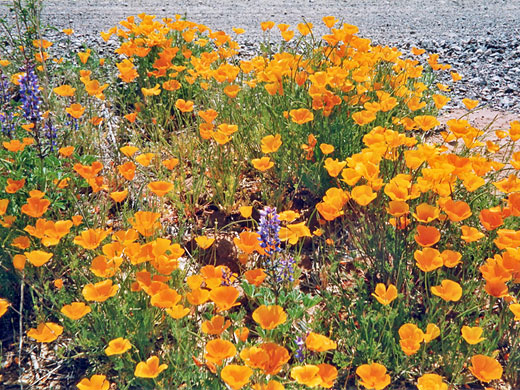 Group of poppies