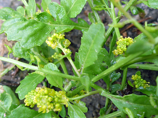 Alpine Yellowcress; Leaves, stems and flowers - rorippa alpina along Geyser Basin Road, La Sal Mountains, Utah