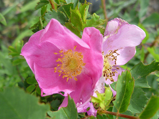 Prickly Rose; Prickly rose (rosa acicularis) along the Mosca Pass Trail, Great Sand Dunes National Park, Colorado