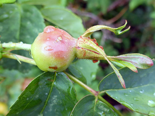 Fruit