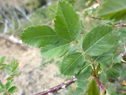 Woods' Rose