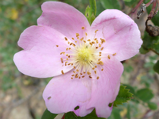 Woods' Rose; Pale pink flower of rosa woodsii, in the San Juan Mountains, Colorado