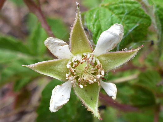 Red Raspberry; Red raspberry (rubus idaeus), Johnson Lake Trail, Great Basin National Park, Nevada