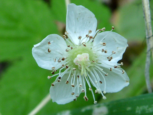 Hairy-Fruit Smooth Dewberry; Rubus lasiococcus along the Crater Peak Trail, Crater Lake National Park, Oregon