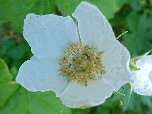 Thimbleberry; Five white petals of rubus parviflorus, along the Two Ocean Lake Trail, Grand Teton National Park, Wyoming