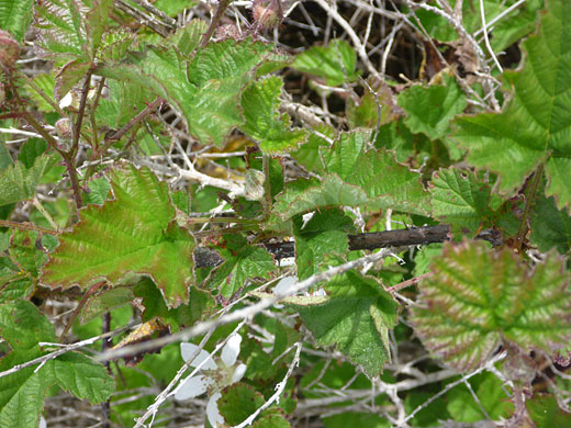 California Blackberry