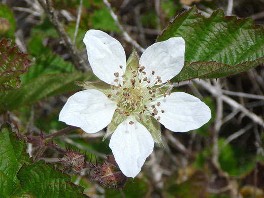 Mature flower
