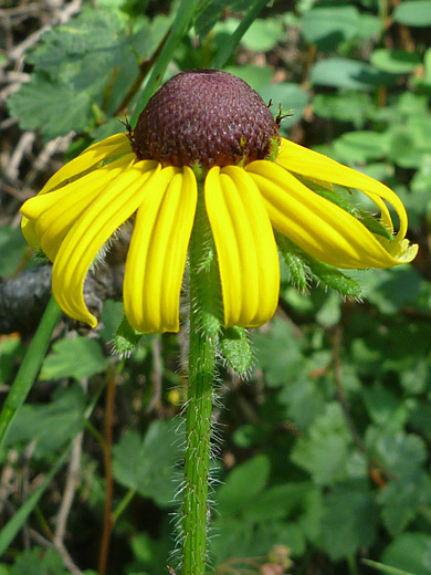 Black-Eyed Susan; Black-eyed Susan (rudbeckia hirta) along the Gem Lake Trail, Rocky Mountain National Park, Colorado