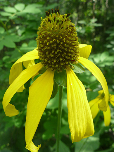 Cutleaf Coneflower; Rudbeckia laciniata along the Fern Lake Trail in Rocky Mountain National Park, Colorado