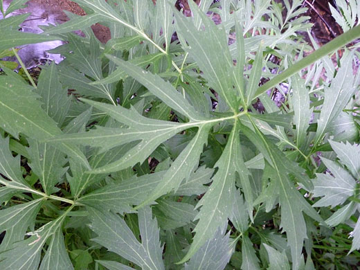 Divided leaves