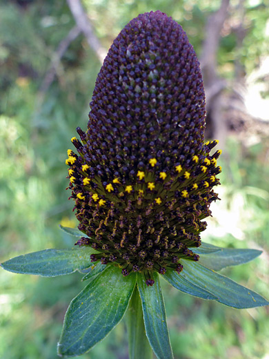 Western Coneflower; Flowerhead of rudbeckia occidentalis (western coneflower), Yellowstone National Park