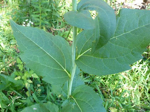 Alternate leaves