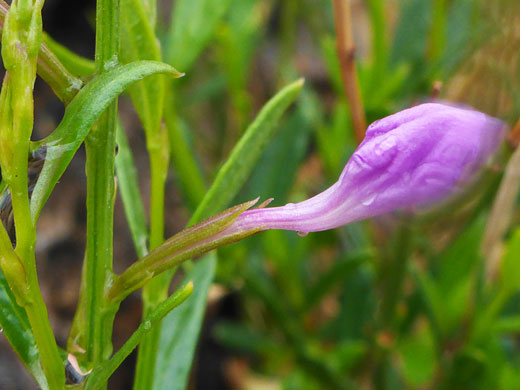 Purple flower