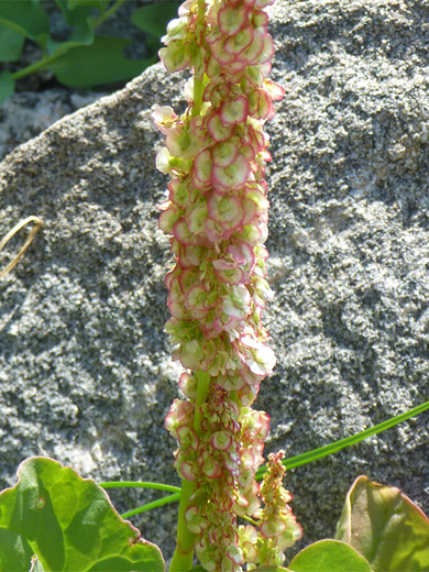 Western Dock; Rumex aquaticus (western dock) - flower spike, Wind River Mountains